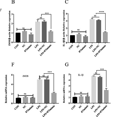 The Effects Of MiR 873a 5p On LPS Activated Primary Cultured Microglia