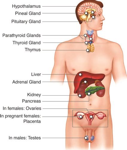 Endocrine System Flashcards Quizlet