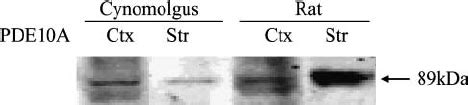 Western Blot Analysis Of PDE10A In Rat And Cynomolgus Macaque Brain