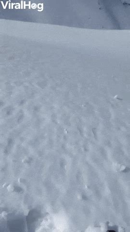 Snowballing GIFs - Find & Share on GIPHY