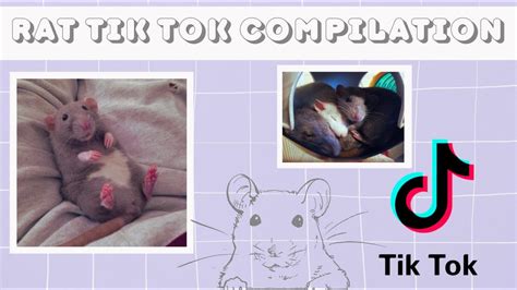 Rat Tik Tok Compilation [cute Rat Compilation] Youtube