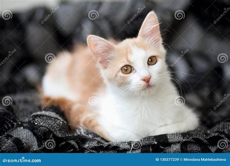 Portrait Of A Young White And Light Ginger Tabby Cat With Beautiful