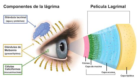 Ojo Izquierdo El Significado Espiritual Y Su Influencia En Tu Vida