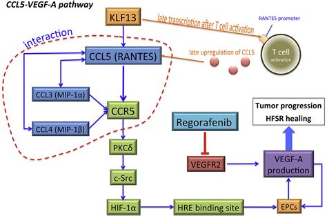 Gene Polymorphisms In The Ccl5 Ccr5 Pathway As A Genetic Biomarker For