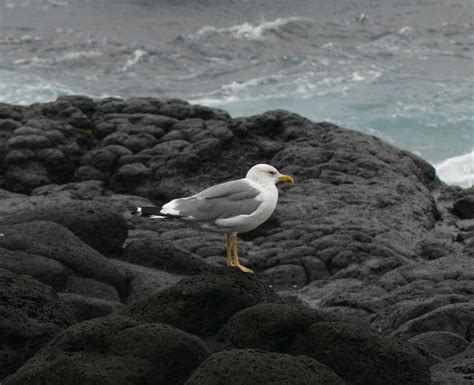 Ebird Checklist Dec Jeju Mara Do Island