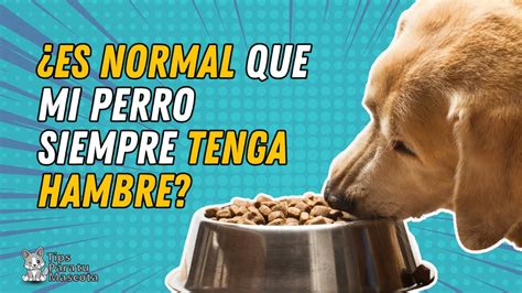 Es Normal Que Mi Perro Siempre Tenga Hambre O Coma Muy Rapido Youtube