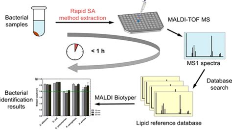 Rapid Microbial Identification And Antibiotic Resistance Detection By