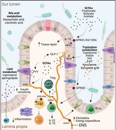 Frontiers Next Generation Microbiome Research Identification Of