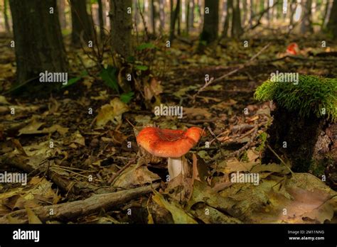 Poisonous mushroom, small red-white poisonous fungus in the forest in autumn Stock Photo - Alamy