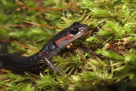 Interesting Facts About Salamanders In The Great Smoky Mountains