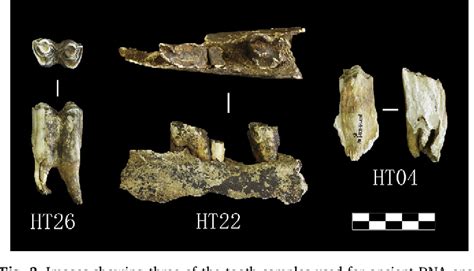 Figure 3 from Ancient DNA reveals evidence of abundant aurochs (Bos primigenius) in Neolithic ...