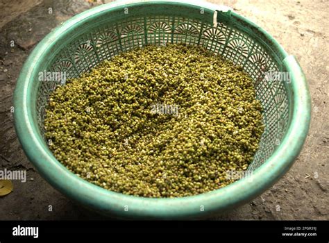 Mung Beans Vigna Radiata Are Photographed At A Bean Sprout Farm In