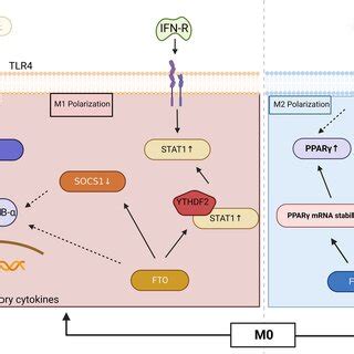 Action Mechanism Of FTO In Sepsis By Down Regulating SOCS1 Expression