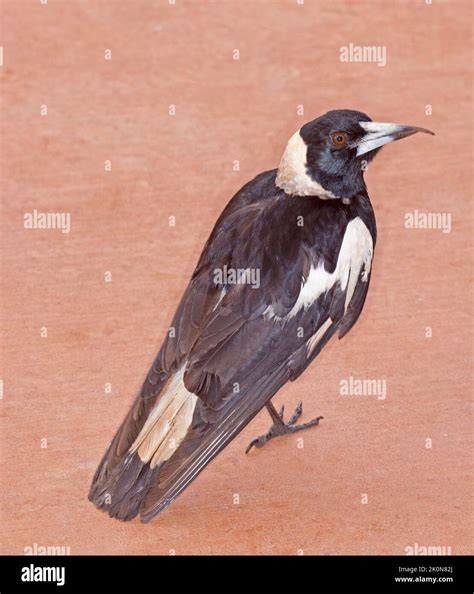 Female Australian Magpie Gymnorhina Tibicen With Deformed Beak Stock