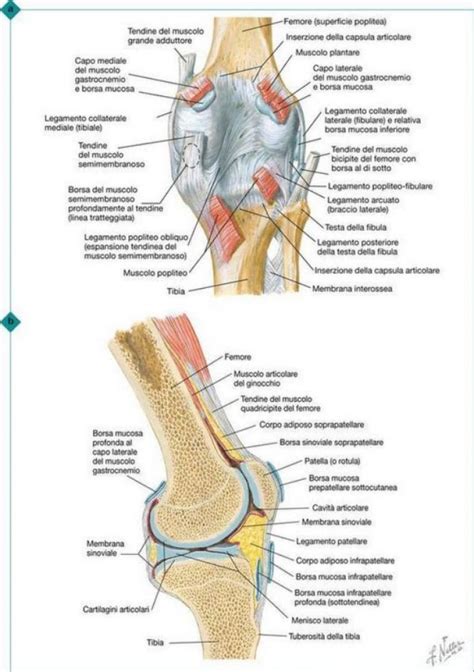 Ginocchio Illustrazione Strutture Interne Netter Deambulatore Subito