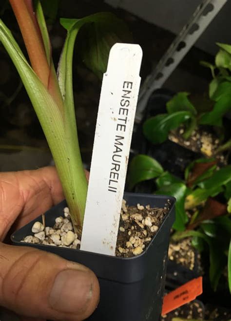 Ensete Maurelii Live Indoor Red Abyssinian Banana Plant Cold Hardy