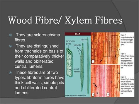 Xylem Fibres