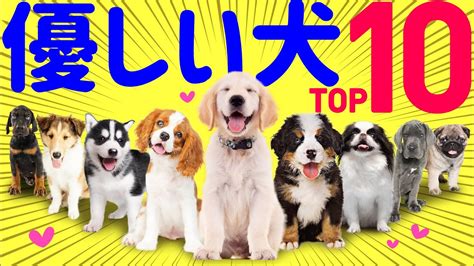 性格が優しい犬種ランキングにくうの犬種ラブラドールレトリバーが入らなかった理由 十勝 帯広 中古住宅リノベーション 日崎ゆかり