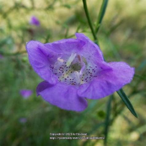 Slender Gerardia Agalinis Tenuifolia Garden Org