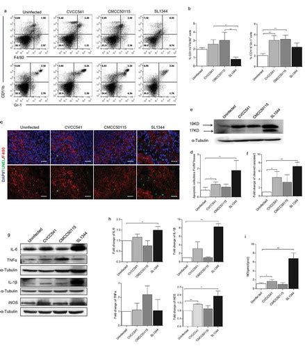 Full Article Differential Immune Responses Of C57bl6 Mice To