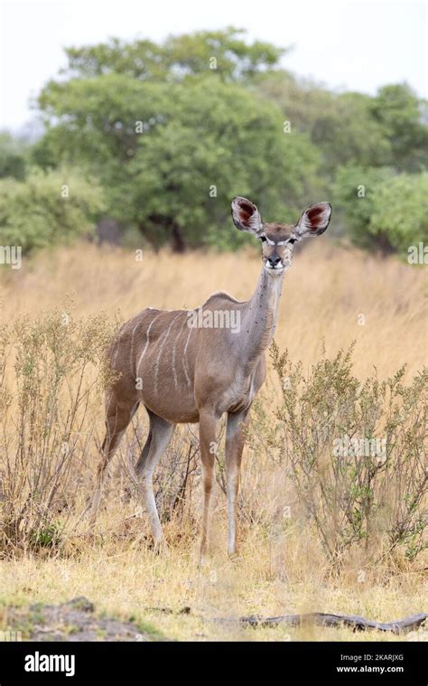 One Adult Female Greater Kudu Tragelaphus Strepsiceros Standing In