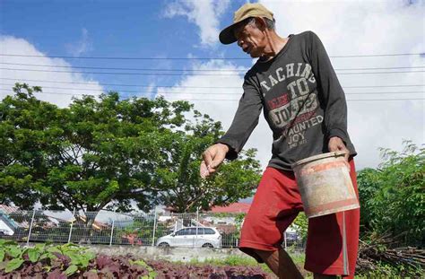 Infopublik Petani Menyiram Tanaman Di Sawah