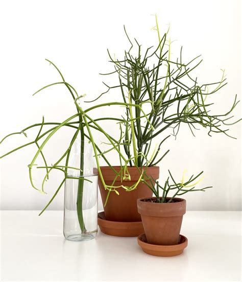 10 Poisonous Indoor Plants Your Children and Pets Should Avoid - My ...