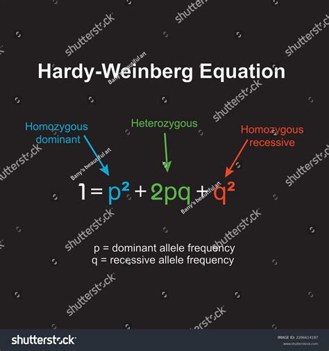 Hardyweinberg Principle Known Hardy Weinberg Equilibrium Stock Vector