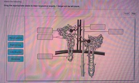 Solved Match The Following Drag The Appropriate Labels To Chegg