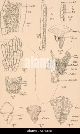 Botanisches Zentralblatt Referierendes Organ F R Das Gesamtgebiet