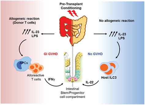 Frontiers Various Forms Of Tissue Damage And Danger Signals Following