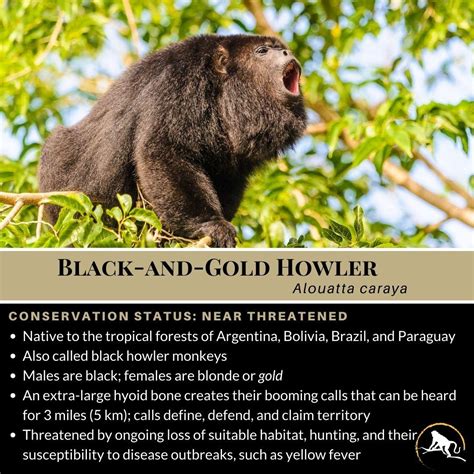 Black And Gold Howler Alouatta Caraya New England Primate Conservancy