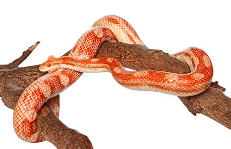 Albino Corn Snake Care Sheet Price Size And Colors More Reptiles