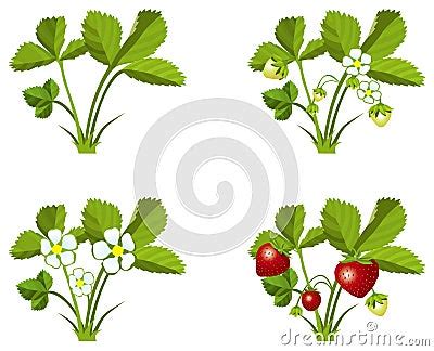 Strawberry Growth Phases Cartoon Vector Cartoondealer