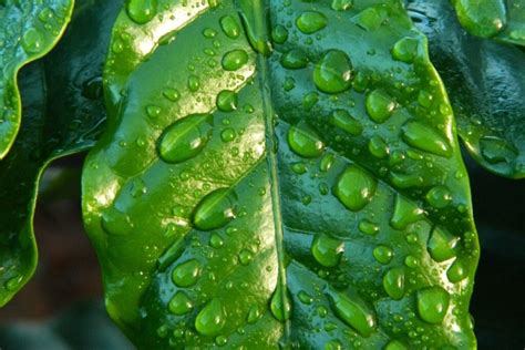 Using Rainwater For Plants Benefits Storage And Usage Tips