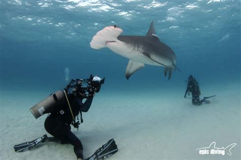 Bahamas Shark Diving Epic Diving