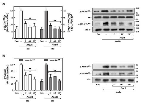 Ijms Free Full Text Angiotensin Ii Inhibits Insulin Receptor Signaling In Adipose Cells