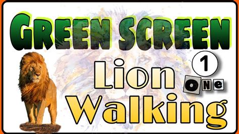 Vfx Greenscreen Lion Walking Green Screen Green Screen Lion