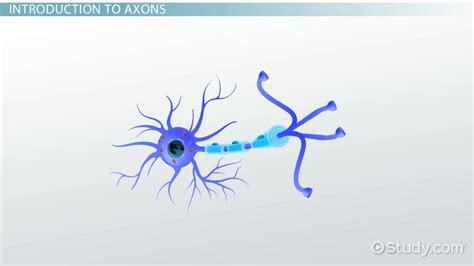 Axon Definition Types And Function Lesson