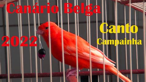 Canário belga 2022 canto campainha YouTube