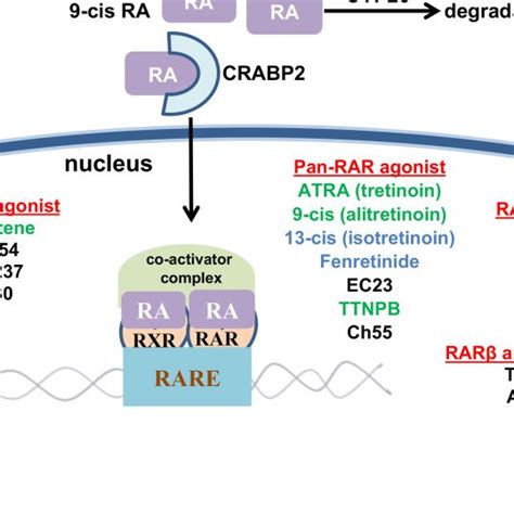 Schematic Representation Of The Canonical Smad Dependent Tgfβ Pathway