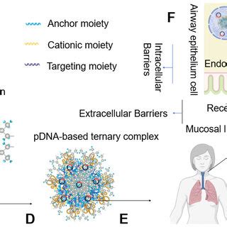 Schematic Diagram Of The Multi Modular Peptide Based Gene Transfection