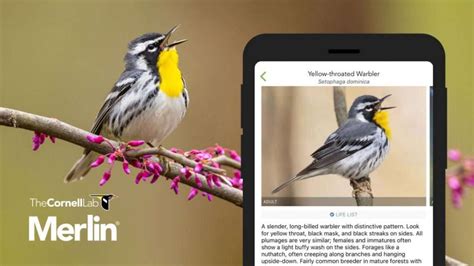 How To Use The Merlin Bird Id App A Free Webinar New York Almanack