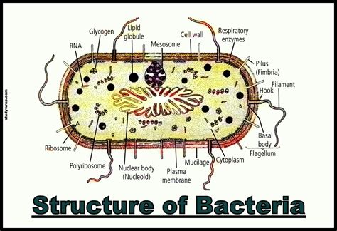 Bacteria Cell Structure