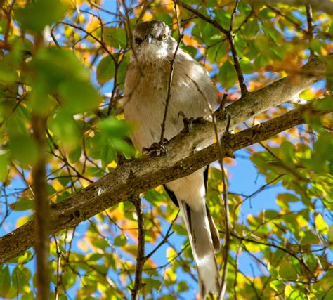 Mera Peak Facts : r/Outdoors