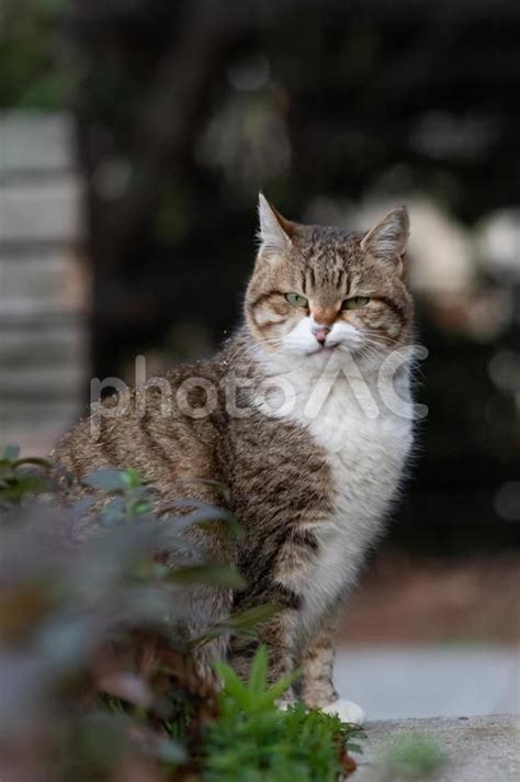 のら猫のバラッド・俺たちは生きている No 22557468｜写真素材なら「写真ac」無料（フリー）ダウンロードok