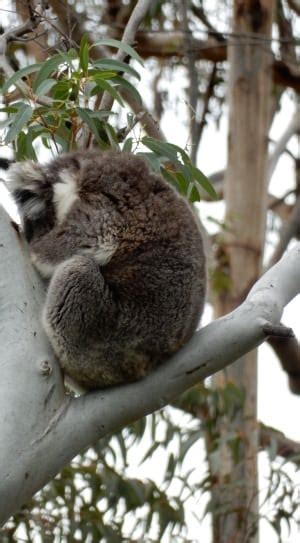 brown koala free image | Peakpx