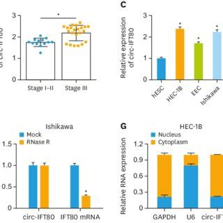 Expression Of Circ Ift In Eca A Circ Ift Level In Eca Tissues