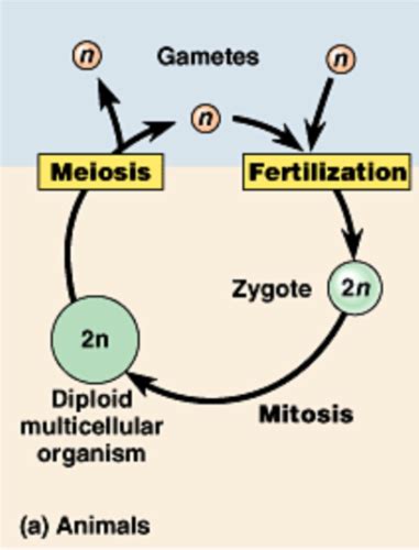 Bio 242 Life Cycles Flashcards Quizlet