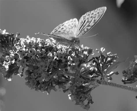 Borboleta Em Flores Que Florescem No Jardim Foto Premium